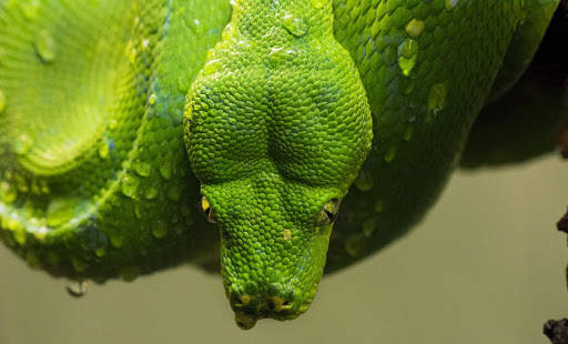 Snake Live Wallpaper screenshot 4