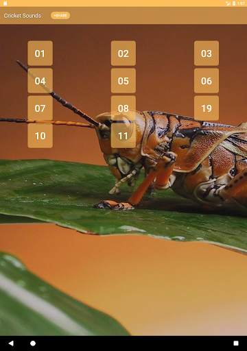 Cricket Sounds screenshot 4