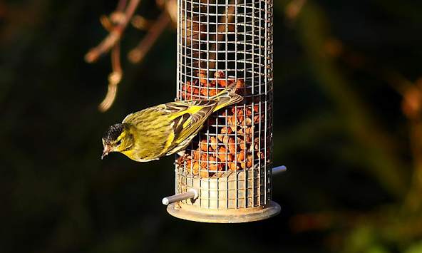 Siskin Wallpapers screenshot 1