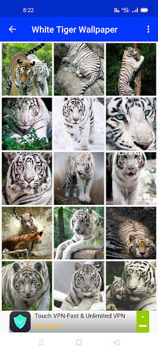 White Tiger Wallpaper Hd screenshot 5