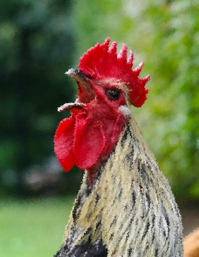 Funny Chicken Sounds ~ Sboard.pro screenshot 1