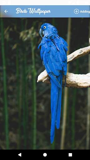 HQ Birds Wallpaper screenshot 5