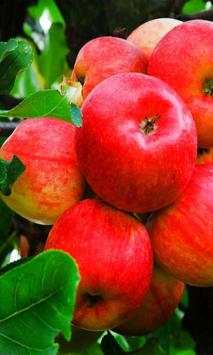 Apples live wallpaper screenshot 1