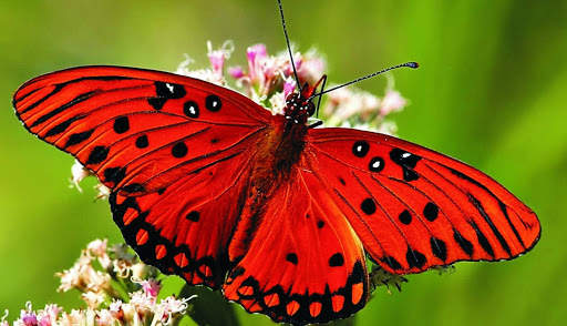 Butterfly Wallpaper 4K screenshot 1
