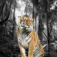 Photo Splash Maker