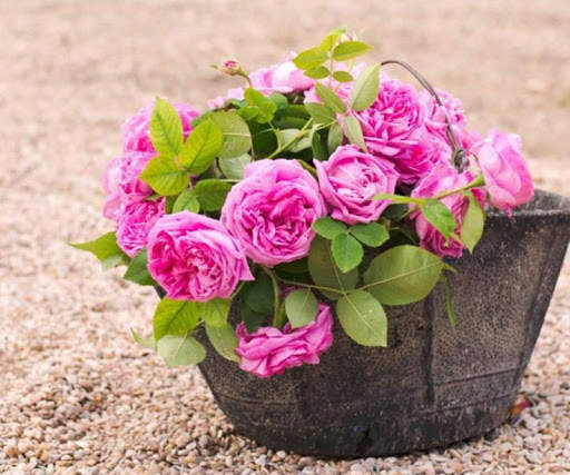Pink Rose Wallpapers screenshot 16
