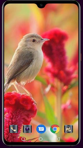 Bird Wallpaper screenshot 8