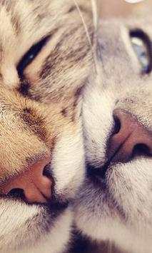 Cute Cat Photo Jigsaw Puzzles screenshot 2
