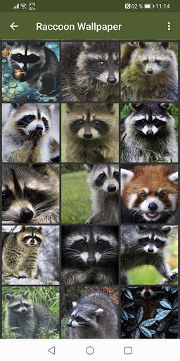 Raccoon Wallpapers screenshot 1