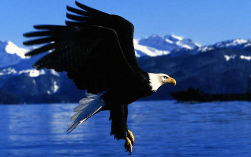Eagle Live Wallpaper screenshot 7