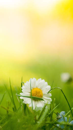 J2,J3,J5,J7 Samsung Flower Wallpapers screenshot 1