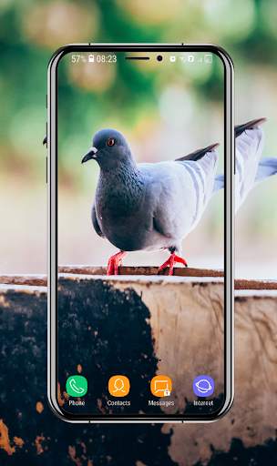 New Pigeon Wallpaper screenshot 2