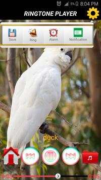 80 Birds Sounds and ringtone screenshot 3