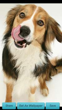 Licking Dog Wallpaper screenshot 4
