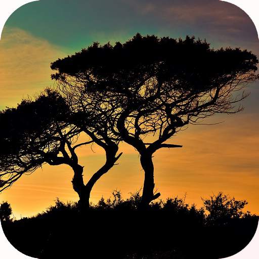 Nature Wallpaper 1.1