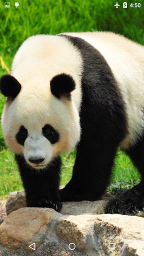 Giant Panda Live Wallpaper screenshot 1