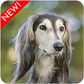 Saluki Dog Wallpaper