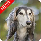 Saluki Dog Wallpaper 10.2