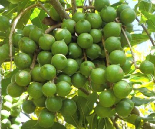 KALRO Macadamia Nut screenshot 1
