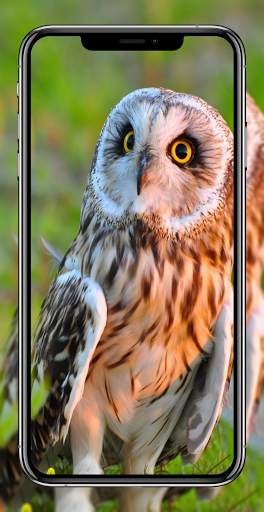 Birds Wallpapers HD - Parrot Wallpaper-Eagle Walls screenshot 7
