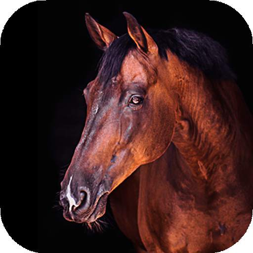 Horse Wallpapers | hd backgrounds 3.0