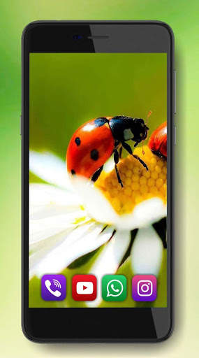 Camomiles Flowers Live Wallpaper 5 تصوير الشاشة
