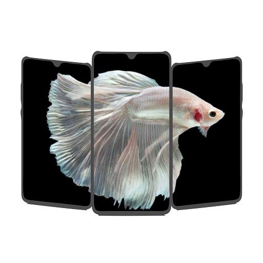 Wallpaper Ikan Cupang HD 🐟 1.0