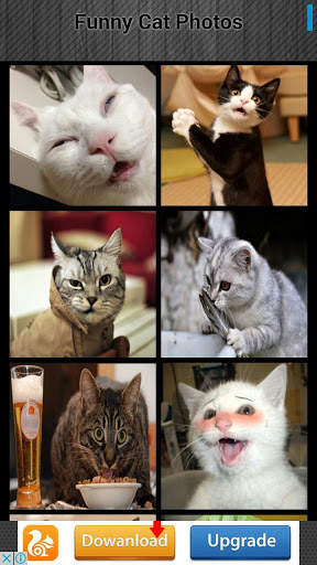 Funny Cat Photos screenshot 4