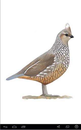 Sound Quail Bird screenshot 1