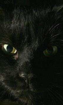 Black kitten wallpapers screenshot 1