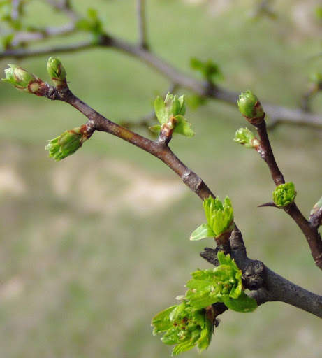 Spring Wallpapers HD screenshot 16