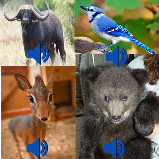Animal Sound Play icon