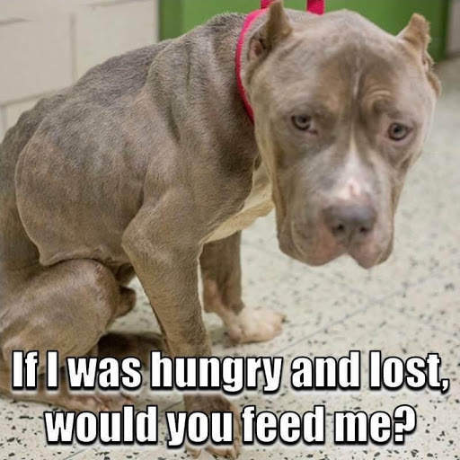 Animal Lover Quotes - Dog Lover Status - Cat Love screenshot 11