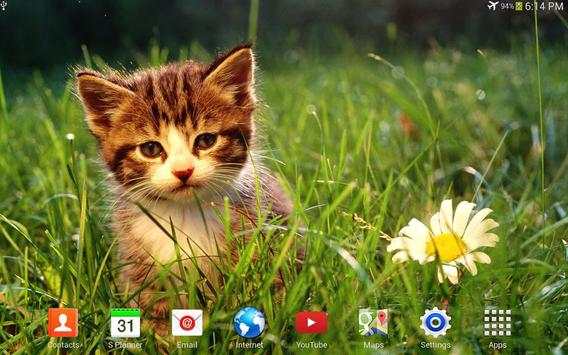 Super Lovely Cat - Free, Funny screenshot 7