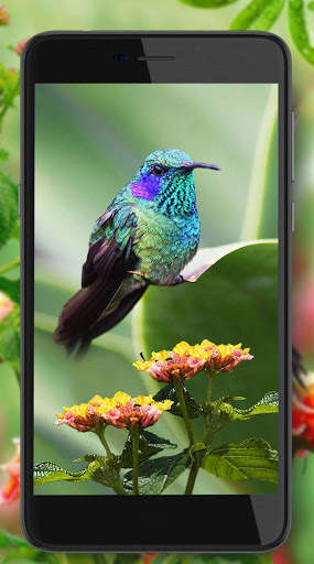 Hummingbird Cute screenshot 6
