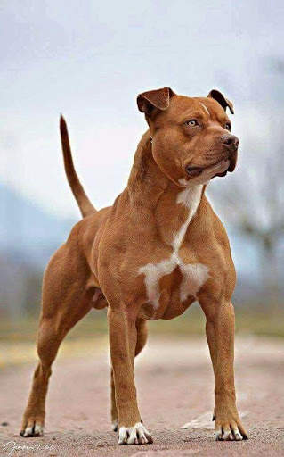 Pitbull Wallpapers HD🐶🐶 8 تصوير الشاشة