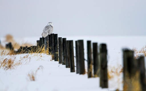 Snowy Owl Bird HD Wallpaper screenshot 7