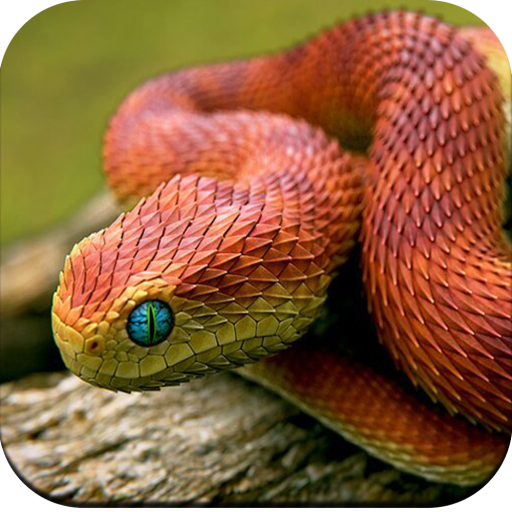Snake Wallpaper 4K icon
