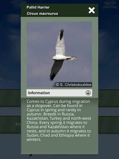 Feathered Journeys скриншот 8