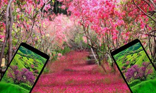 Spring Scenery Wallpaper HD screenshot 4