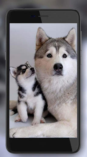 Husky Puppy Live Wallpaper screenshot 4