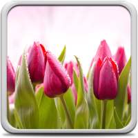 Tulips Live Wallpaper on 9Apps