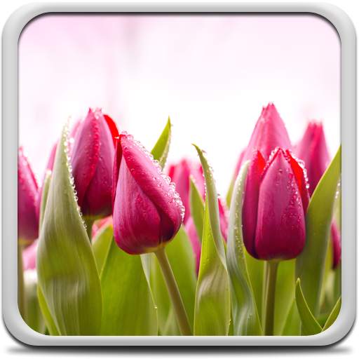 Tulips Live Wallpaper 22.0