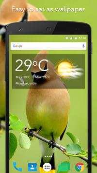 Live Bird Wallpaper screenshot 5