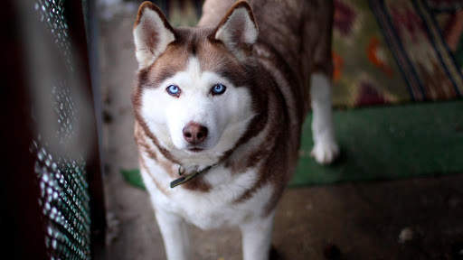 Husky Live Wallpaper (wallpapers & backgrounds) screenshot 7