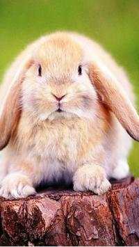 Rabbits Wallpapers screenshot 13