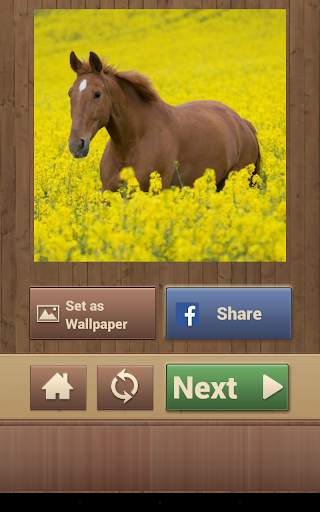 Horse Puzzles Free screenshot 15