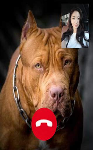 Pitbull Dog Call! Fake Video Call screenshot 2