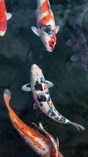 Magic touch: Koi Fish screenshot 5