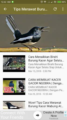 Kicau Burung Kacer screenshot 4